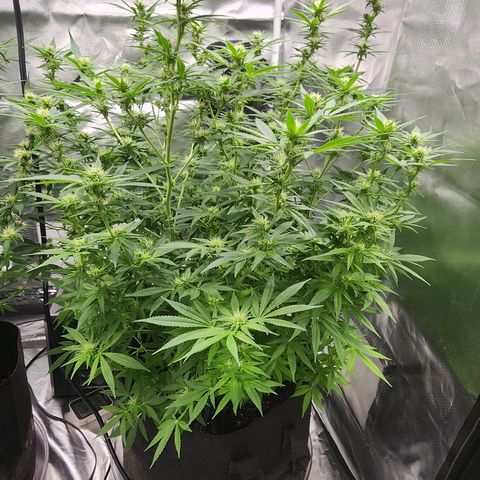 White widow  growlog timeline photo