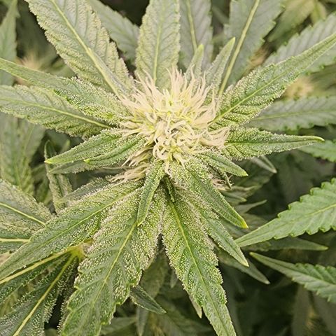 White widow  growlog timeline photo