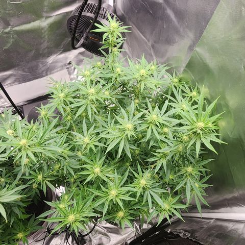 White widow  growlog timeline photo