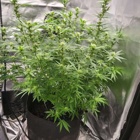 White widow  growlog timeline photo