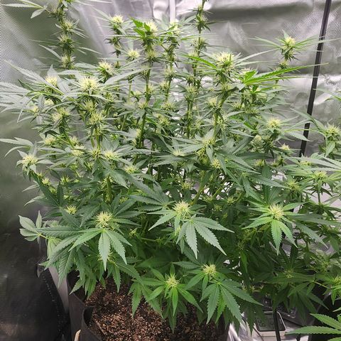 Purple Queen Automatic growlog timeline photo