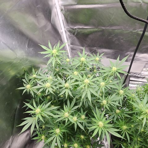 Purple Queen Automatic growlog timeline photo