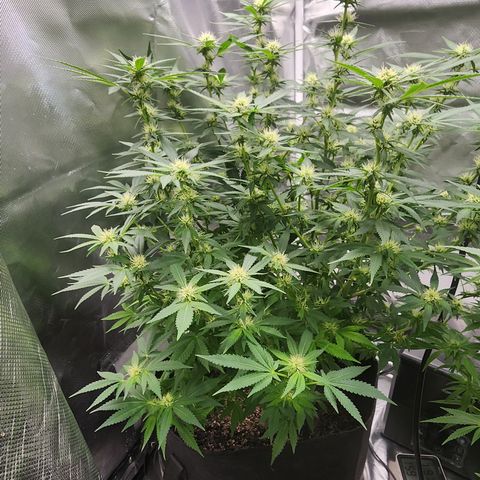 Purple Queen Automatic growlog timeline photo