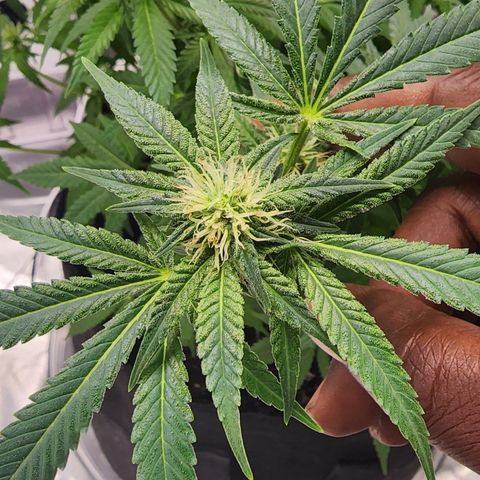 Purple Queen Automatic growlog timeline photo