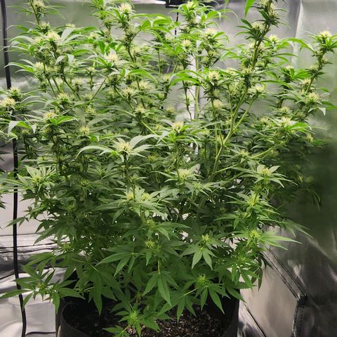 White widow  growlog timeline photo