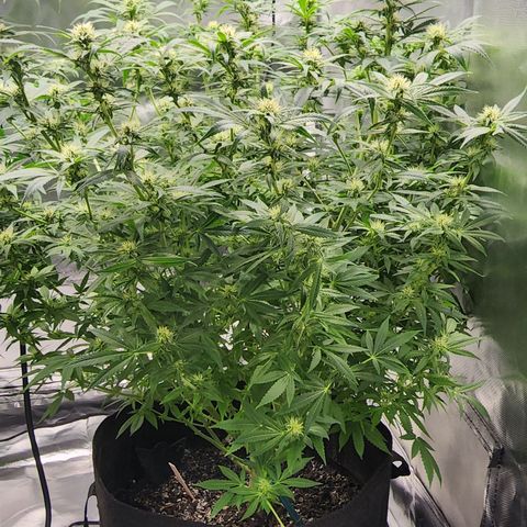 White widow  growlog timeline photo