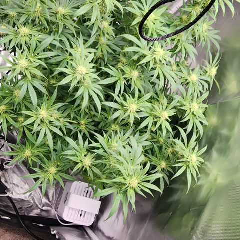 White widow  growlog timeline photo