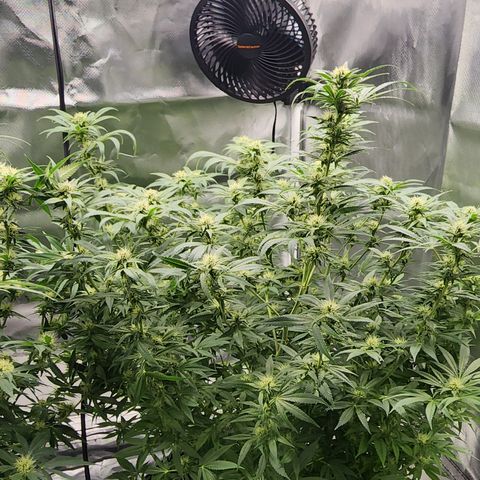 White widow  growlog timeline photo