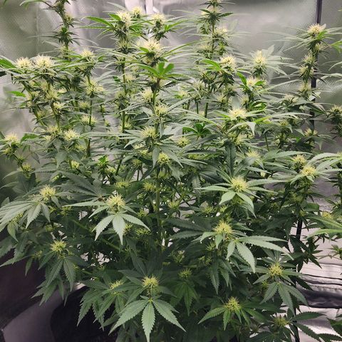 Purple Queen Automatic growlog timeline photo