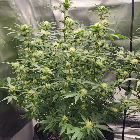Purple Queen Automatic growlog timeline photo