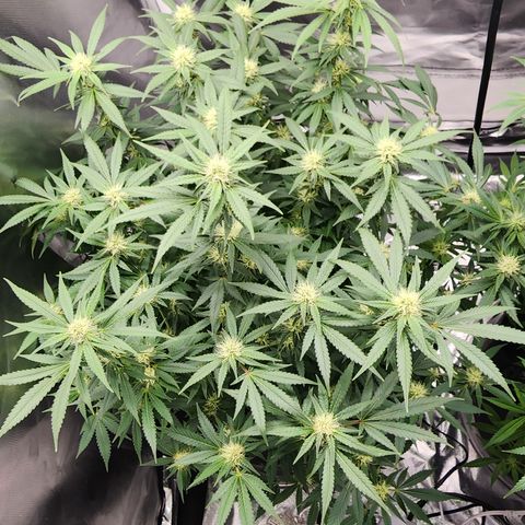 Purple Queen Automatic growlog timeline photo