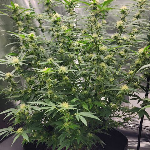 Purple Queen Automatic growlog timeline photo