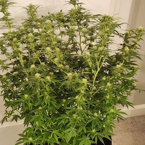 White widow  growlog timeline photo