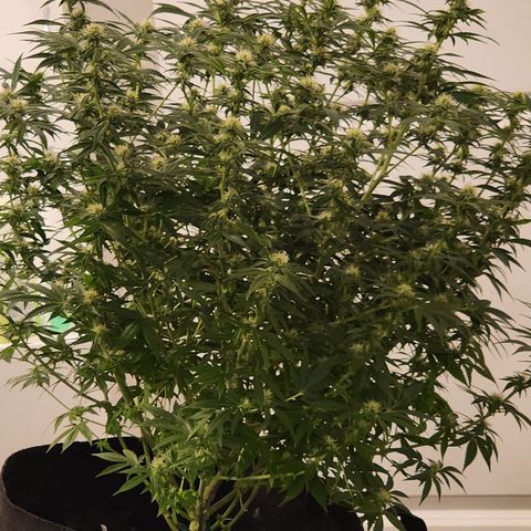 White widow  growlog timeline photo
