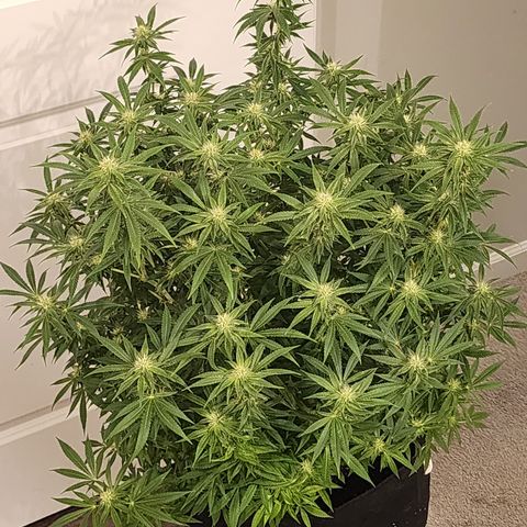 White widow  growlog timeline photo