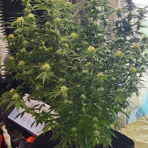Purple Queen Automatic growlog timeline photo