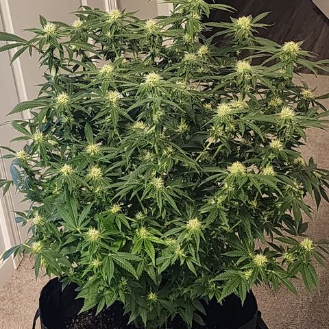 Purple Queen Automatic growlog timeline photo