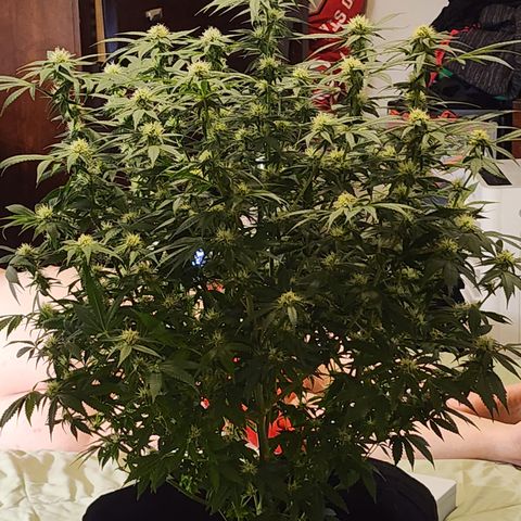 Purple Queen Automatic growlog timeline photo