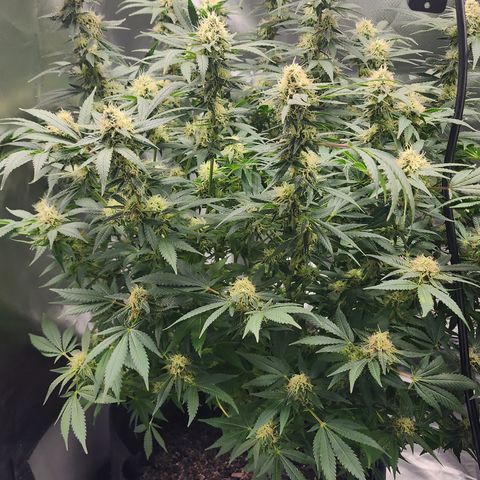 Purple Queen Automatic growlog timeline photo