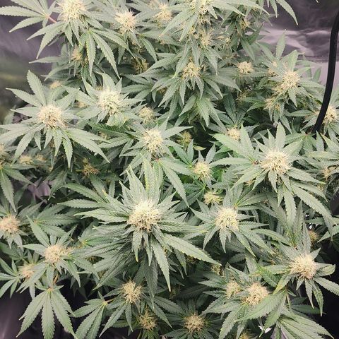 Purple Queen Automatic growlog timeline photo
