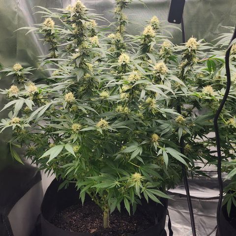 Purple Queen Automatic growlog timeline photo