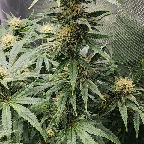 White widow  growlog timeline photo