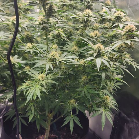 White widow  growlog timeline photo