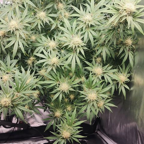 White widow  growlog timeline photo