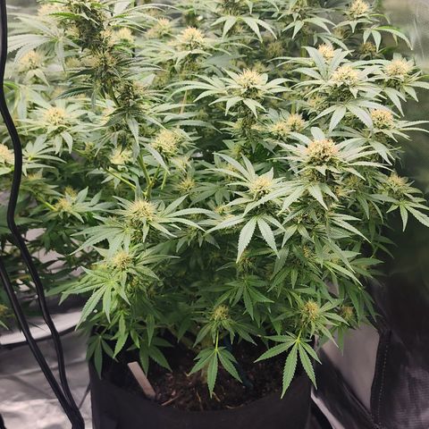 White widow  growlog timeline photo