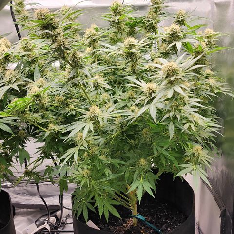 White widow  growlog timeline photo