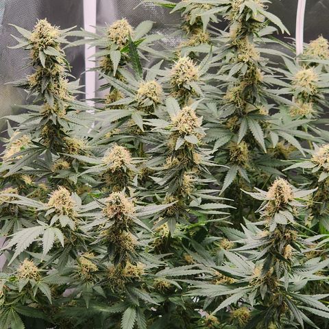 Purple Queen Automatic growlog timeline photo