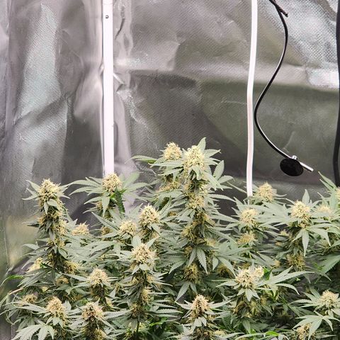 Purple Queen Automatic growlog timeline photo