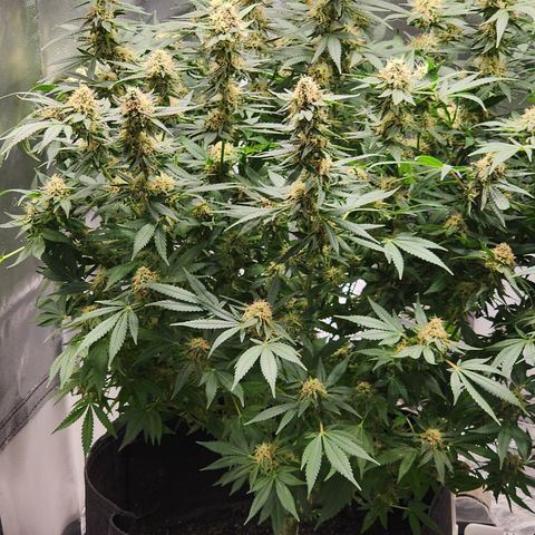Purple Queen Automatic growlog timeline photo