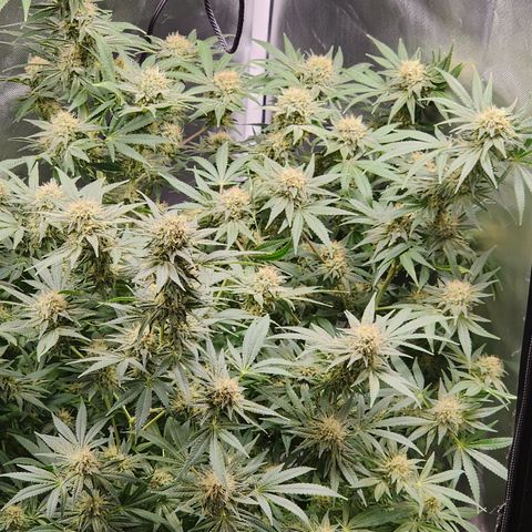 White widow  growlog timeline photo