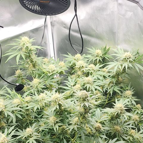 White widow  growlog timeline photo