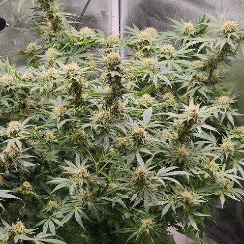 White widow  growlog timeline photo