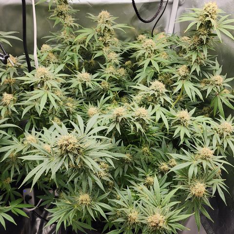 White widow  growlog timeline photo