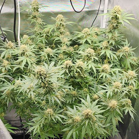 White widow  growlog timeline photo