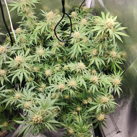 White widow  growlog timeline photo
