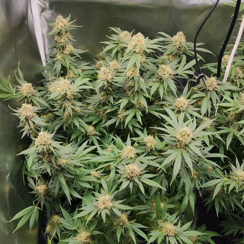 Purple Queen Automatic growlog timeline photo