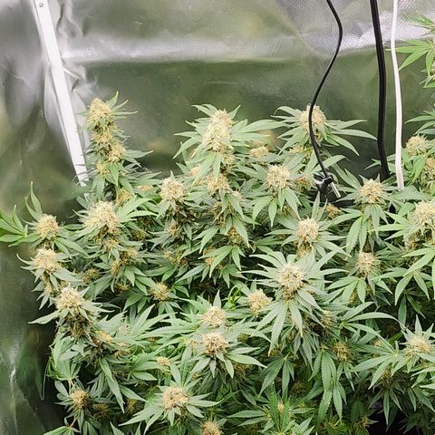 Purple Queen Automatic growlog timeline photo