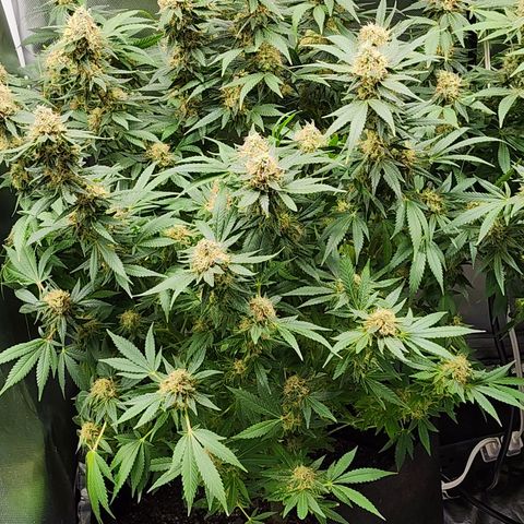 Purple Queen Automatic growlog timeline photo