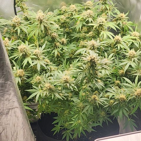 White widow  growlog timeline photo