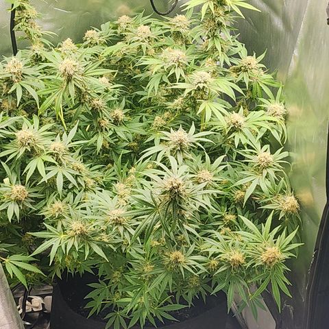 White widow  growlog timeline photo