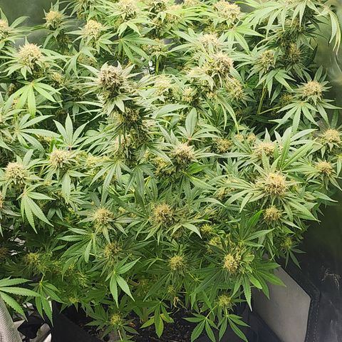 White widow  growlog timeline photo