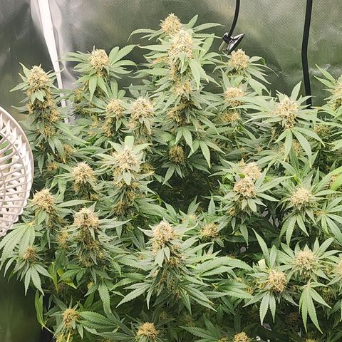 Purple Queen Automatic growlog timeline photo