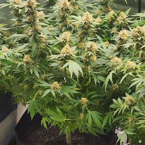 Purple Queen Automatic growlog timeline photo