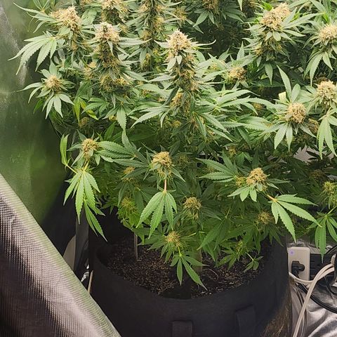Purple Queen Automatic growlog timeline photo