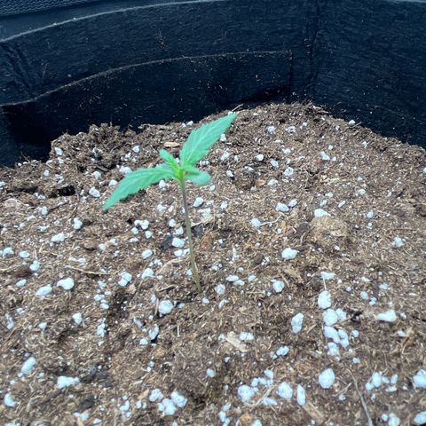 Tropical Zmoothie 🥭🥤 growlog timeline photo