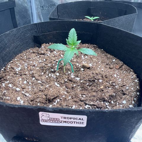 Tropical Zmoothie 🥭🥤 growlog timeline photo